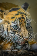 Close-up of a tiger cub with blue-green eyes baring its teeth, whiskers visible