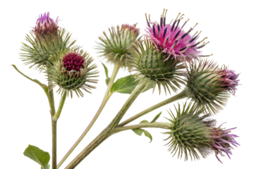 burdock flowers isolated on white background