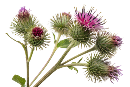 burdock flowers isolated on white background