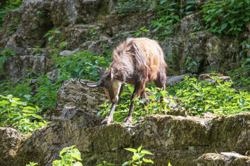 Wild goat