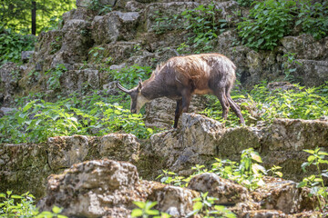Wild goat