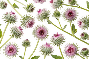 Obraz premium burdock flowers seamless pattern background isolated on white background