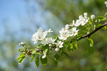 Obraz premium Close-up of apple blossom flowers. Soft white and pink petals in natural light convey a sense of spring, freshness, and natural beauty.