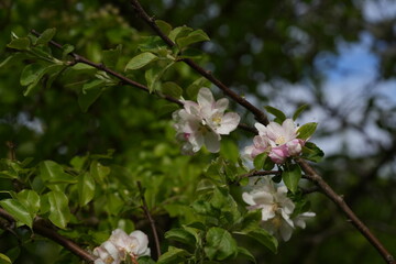 Close-up of apple blossom flowers. Soft white and pink petals in natural light convey a sense of spring, freshness, and natural beauty.