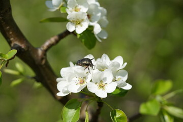 Close-up of blooming pear flowers. White petals and delicate stamens capture the essence of spring,...