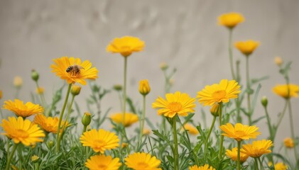 Fototapeta premium Busy honeybee collecting pollen from vibrant yellow calendula flower on pristine white , pollen, insect life, isolated