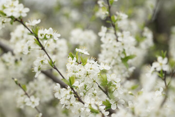 Blooming branches of a plum tree covered in white flowers create a soft and serene spring landscape. The fresh green leaves contrast beautifully with the delicate blossoms.