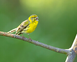 Fototapeta premium European serin, or simply the serin (Serinus serinus), is the smallest species of the family of finches (Fringillidae) and is closely related to the Atlantic canary.