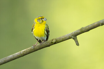 Fototapeta premium European serin, or simply the serin (Serinus serinus), is the smallest species of the family of finches (Fringillidae) and is closely related to the Atlantic canary.