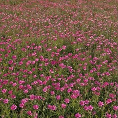 Fototapeta premium Vibrant pink wildflowers carpet a sun-drenched meadow , scene, bloom, bright