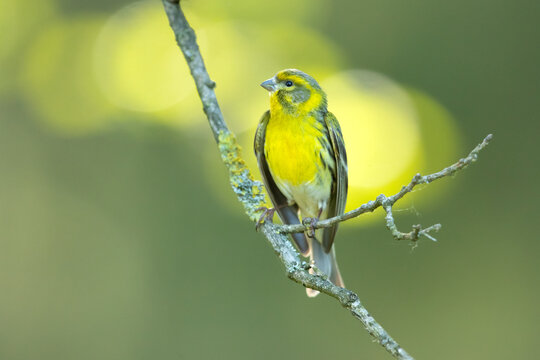 European serin, or simply the serin (Serinus serinus), is the smallest species of the family of finches (Fringillidae) and is closely related to the Atlantic canary.