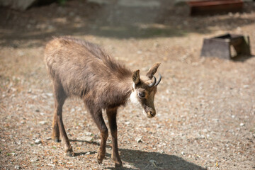 Young chamois
