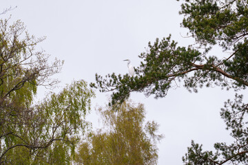 White heron on a pine branch