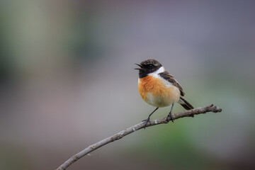 A close-up of an adult male European stonechat perched on a thin stick, calling, looking toward the camera against a grey-olive background on a cloudy spring day.