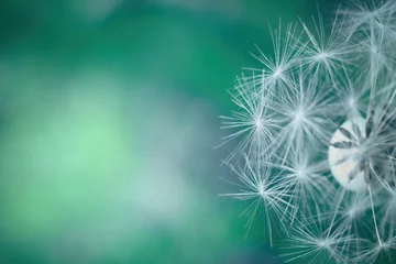 Gardinen Dandelion in the meadow close up. Blue green soft background with copy space. © Tunatura