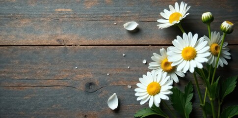 Obraz premium Delicate chamomile sprigs and blossoms on aged wooden surface, texture, healing, summer