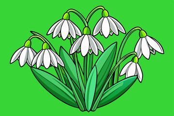 snowdrop flowers vector illustration
