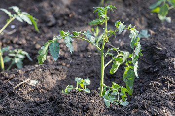 Close-up of a young tomato plant (Solanum lycopersicum) growing in fresh garden soil. The image represents organic gardening, sustainable farming, spring planting, and home-grown vegetables.

