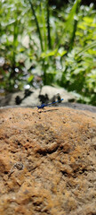 dragonfly on the rock