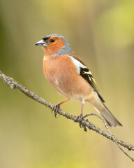 The Eurasian chaffinch, common chaffinch, or simply the chaffinch (Fringilla coelebs) is a common and widespread small passerine bird in the finch family. 