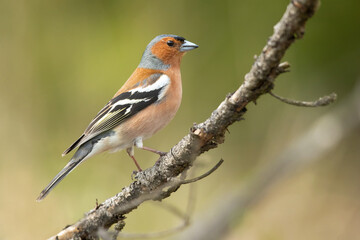 The Eurasian chaffinch, common chaffinch, or simply the chaffinch (Fringilla coelebs) is a common and widespread small passerine bird in the finch family. 