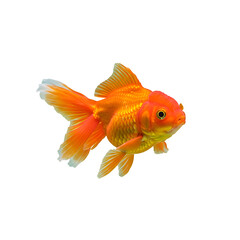 Goldfish Swimming On Transparent Background

