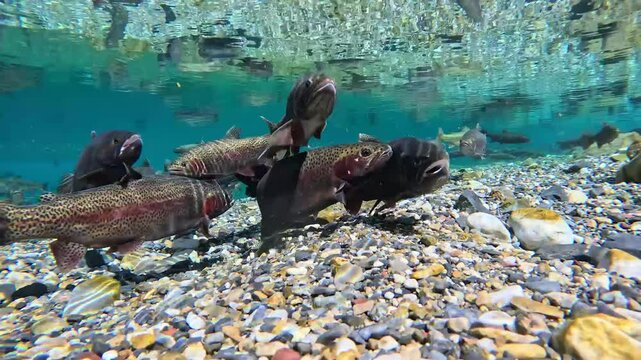 Rainbow Trout in a clear mountain lake