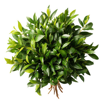 Bright ruscus floral arrangement with leafy texture