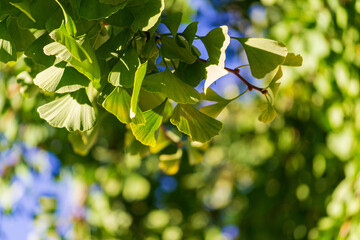 golden leaves on a gingko tree in autumn