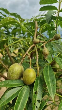 Spondias Dulcis