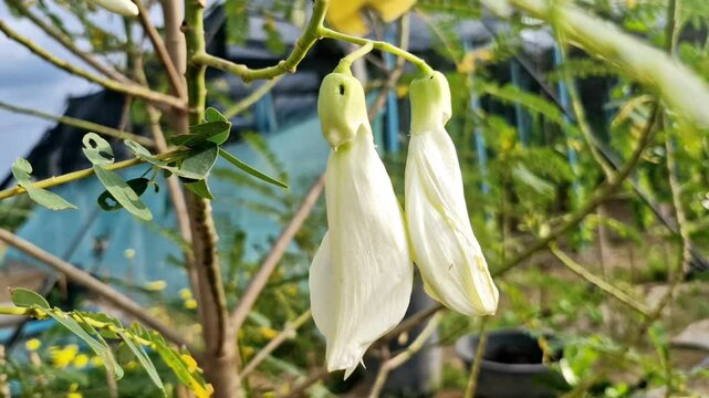  Sesbania Grandiflora The flowers are white. Edible flowers, natural plants, food, beauty