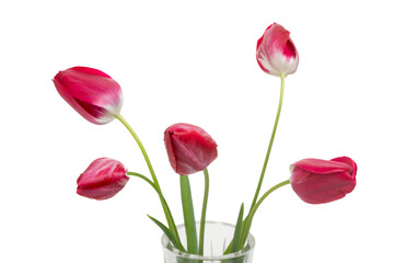 Bouquet of five dark pink fresh tulips in a vintage crystal vase on a transparent background.