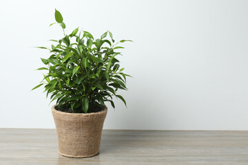 plant in a pot on a wooden table.