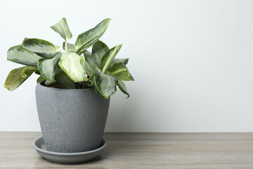 plant in a pot on a wooden table.