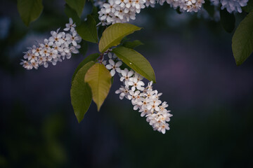 Bird Cherry Blossoms Close-Up in Moody Spring Light