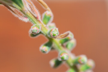 Macro of fuzzy plant buds on orange background