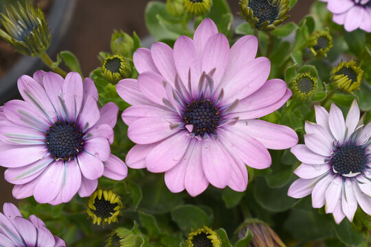 Pink flowers Osteospermum ecklonis African Daisy Cape Marguerite, Pink Cape Marguerite Daisy flower closeup, a floral display of Pink Cape Marguerite Daisy flowers with purple Capitulum, closeup - Powered by Adobe