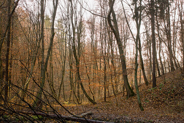 Autumn landscape late autumn in the forest