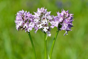 images of wild plants and flowers. wild orchid photos.