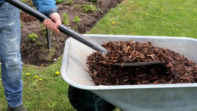 Garden work. Putting mulch on a raspberry bed from a wheelbarrow with a shovel