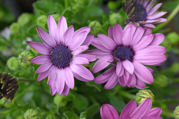 Obraz premium Purple flowers Osteospermum ecklonis African Daisy Cape Marguerite, Purple Cape Marguerite Daisy flower closeup, a floral display of Purple Cape Marguerite Daisy flowers with purple Capitulum, closeup