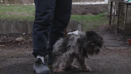 A compassionate woman cautiously approaches and gently strokes a shivering, matted abandoned dog in a sunlit garden, showing a deep emotional connection. Caring for an abandoned dog.