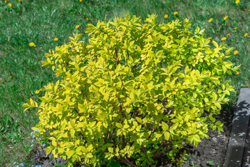 Texture of yellow leafs of japanese spirea close-up. Ornamental bush of spiraea japonica in springtime. Deciduous of spirea goldflame the rosaceae family growing on flowerbed. Topiary in gardening.