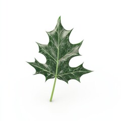 A variegated maple leaf isolated on a white background.