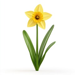 Isolated spring daffodil with vibrant yellow petals.