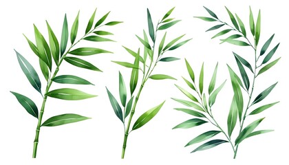 Watercolor Bamboo Branches Set