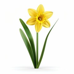 Isolated, vibrant yellow daffodil with foliage.