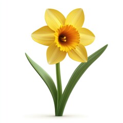 Vibrant yellow daffodil blossom against a plain white background.