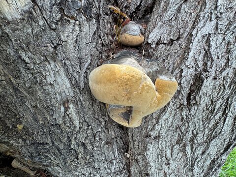 Phellinus igniarius mushroom on the trunk of a tree. Syn. Phellinus trivialis, willow bracket, fire sponge, false tinder or punk ash polypore, or false tinder conk, Fungus family Hymenochaetaceae.
