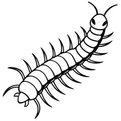 vector illustration of a black and white spider